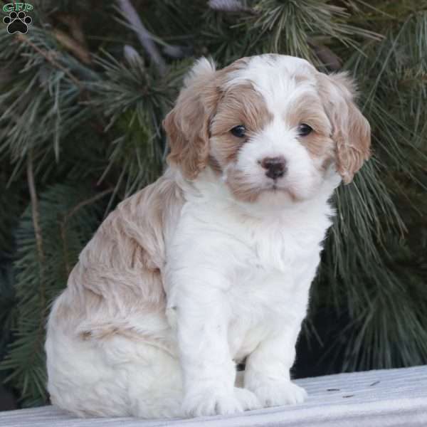 Nike, Cavapoo Puppy